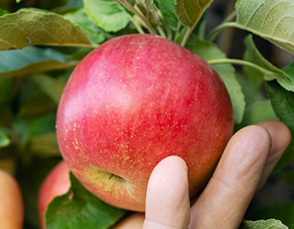 Hortifruti
